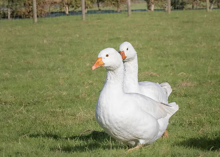 Avec Acces Piscine Illimite Luxe tent *